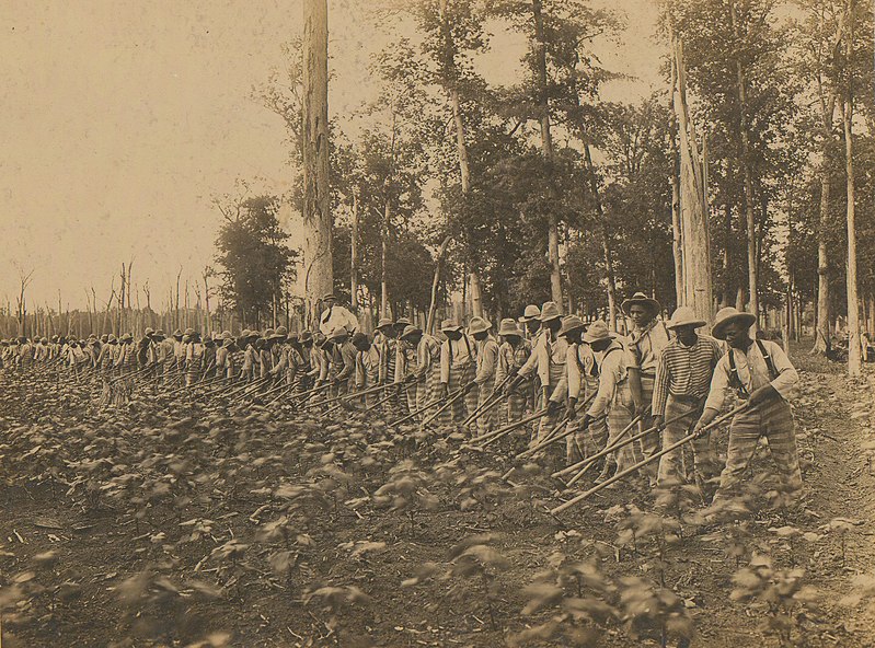 Prisoners performing fieldwork in Mississippi around 1911.