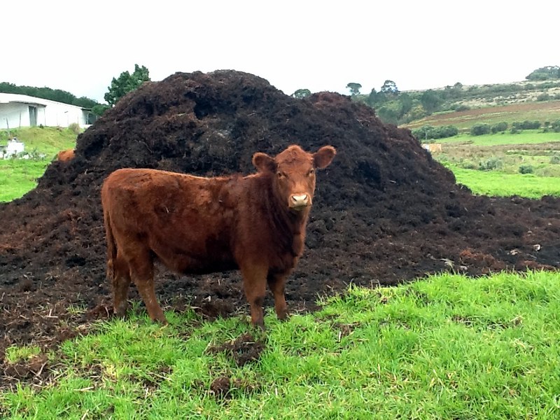 A cow in front of a manure pile in 2012.