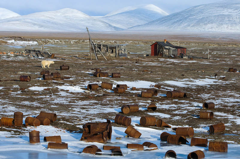 A polar bear traverses a field of discarded barrels in the Arctic.