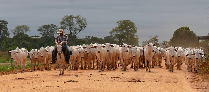A herd of Brahman cattle in 2016.
