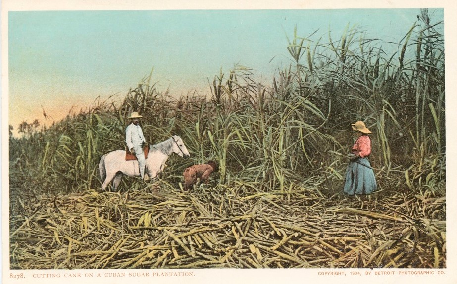 A Cuban sugar plantation around 1904. Sugar plantations were common across the Caribbean including the Dominican Republic.
