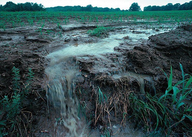 After heavy rain, farm fertilizers and topsoil run off farm fields in 1999.