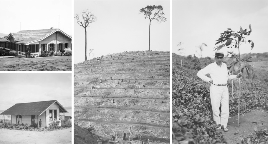 On the top left, the Johnson house in Fordlandia. On the bottom left, a plantation laborer’s house. In the center, Fordlandia terraced hillside. On the right, John Rogge holds a one-year old rubber tree.