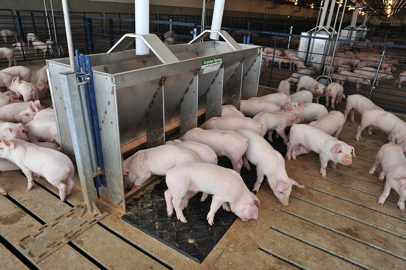 A hog farm in 2012.