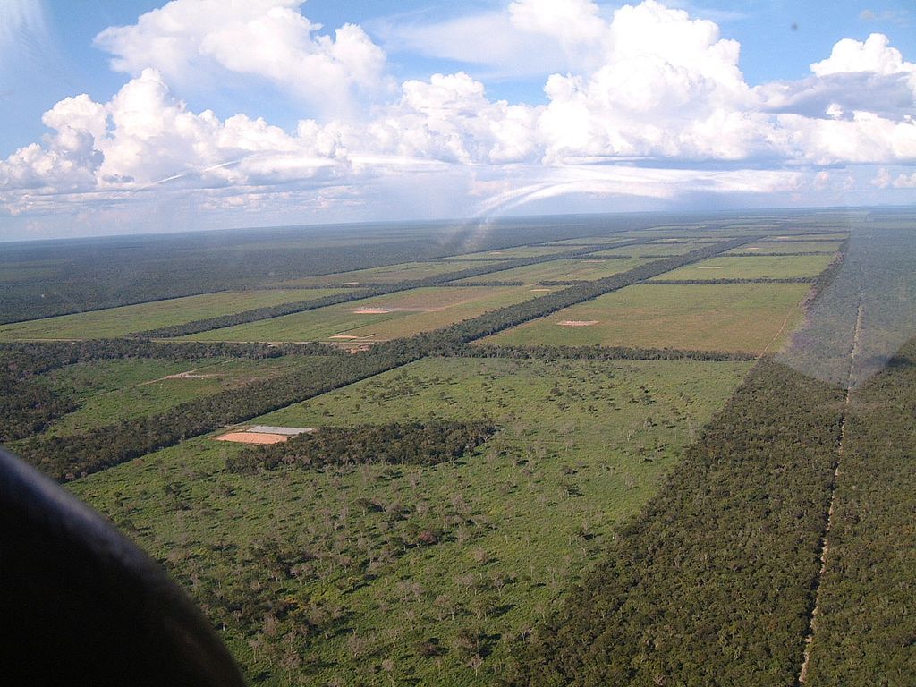 An aerial picture of cattle grazing land.