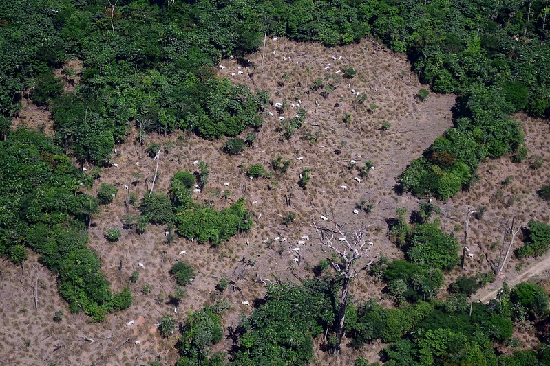 Cattle herd grazing near the rainforest in 2014 in Pará, Brazil.