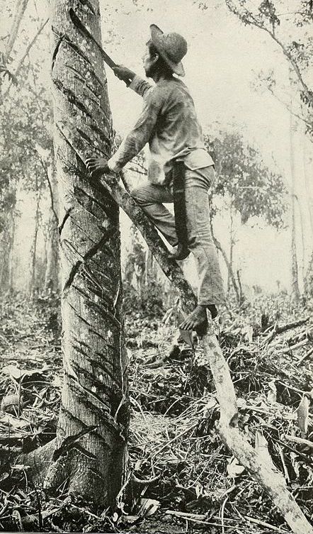 A rubber tapper in the early 20th century.
