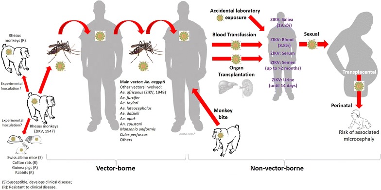 A summary of reported forms of transmission of the Zika virus.