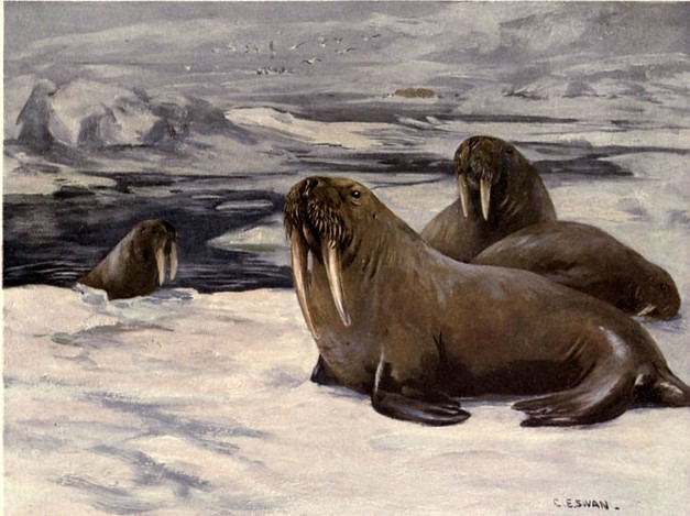 A painting of Walruses by C. E. Swan.