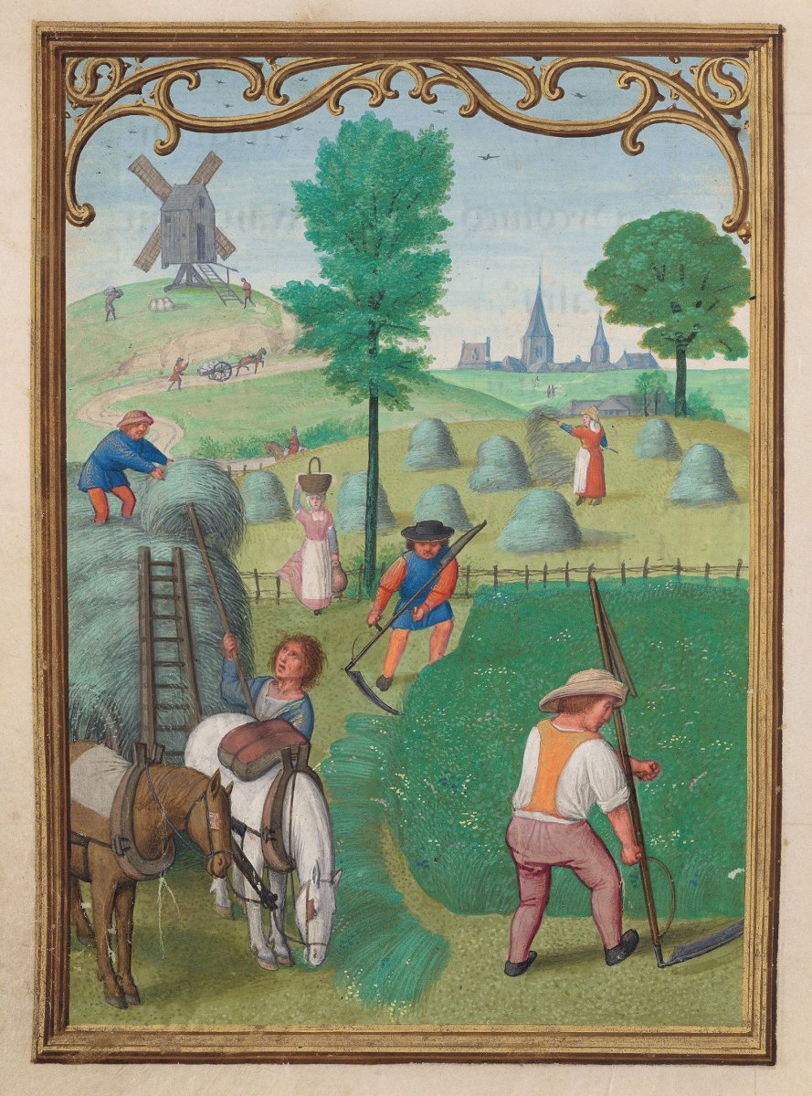 An illustration from a Belgian Book of Hours depicting peasants farming in July, c. 1515. From the Morgan Library