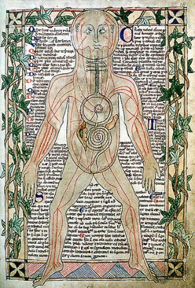 Anonymous medical manuscript of the human body discussing the humors.