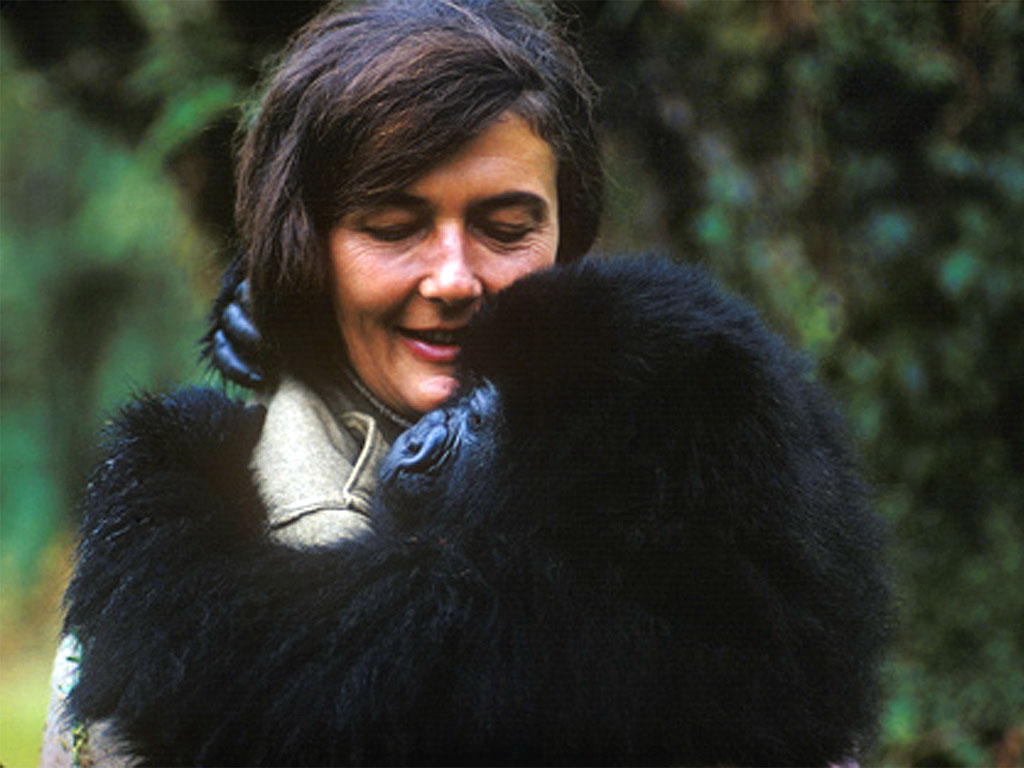Dian Fossey with mountain gorilla.