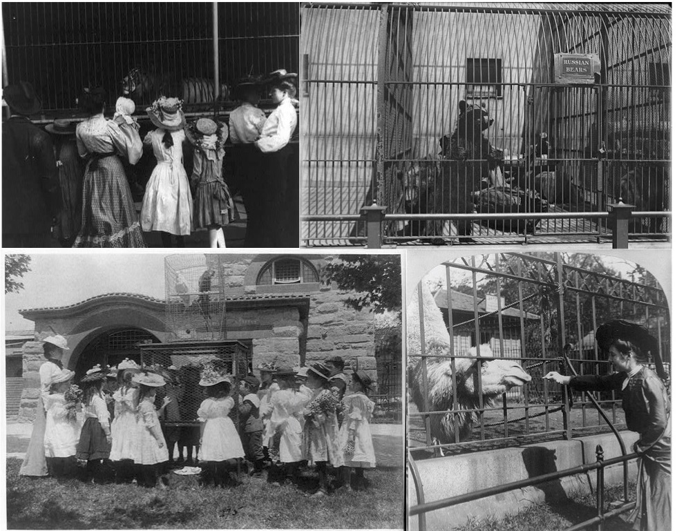 On the top left, a lion caged in New York’s Central Park Zoo. On the top right, bears labeled as Russian in Pittsburgh, Pennsylvania’s Highland Park Zoo. On the bottom left, schoolchildren gathered around a birdcage at the National Zoo. On the bottom right, a woman feeding a camel in the Central Park Zoo.