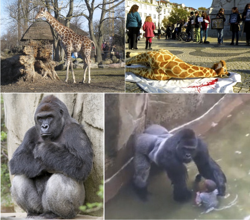 On the top left, giraffes at the Copenhagen Zoo. On the top right, a sit-in in Lisbon, Portugal in 2014. On the bottom left, Harambe. On the bottom right, Harambe and the three-year-old boy who fell into the enclosure’s moat.