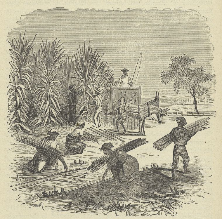 Depiction of slaves gathering sugar cane.