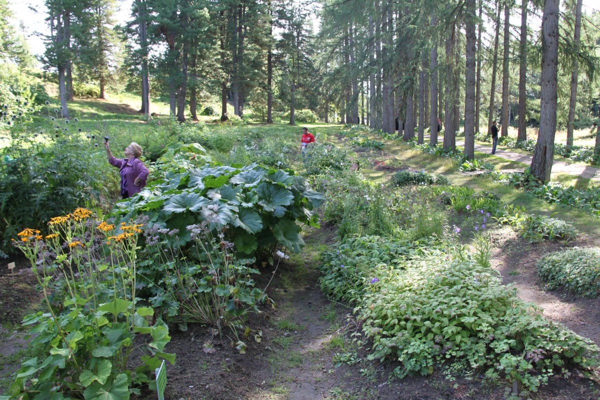 The trees and flowers of the Botanical Gardens, Solovki.