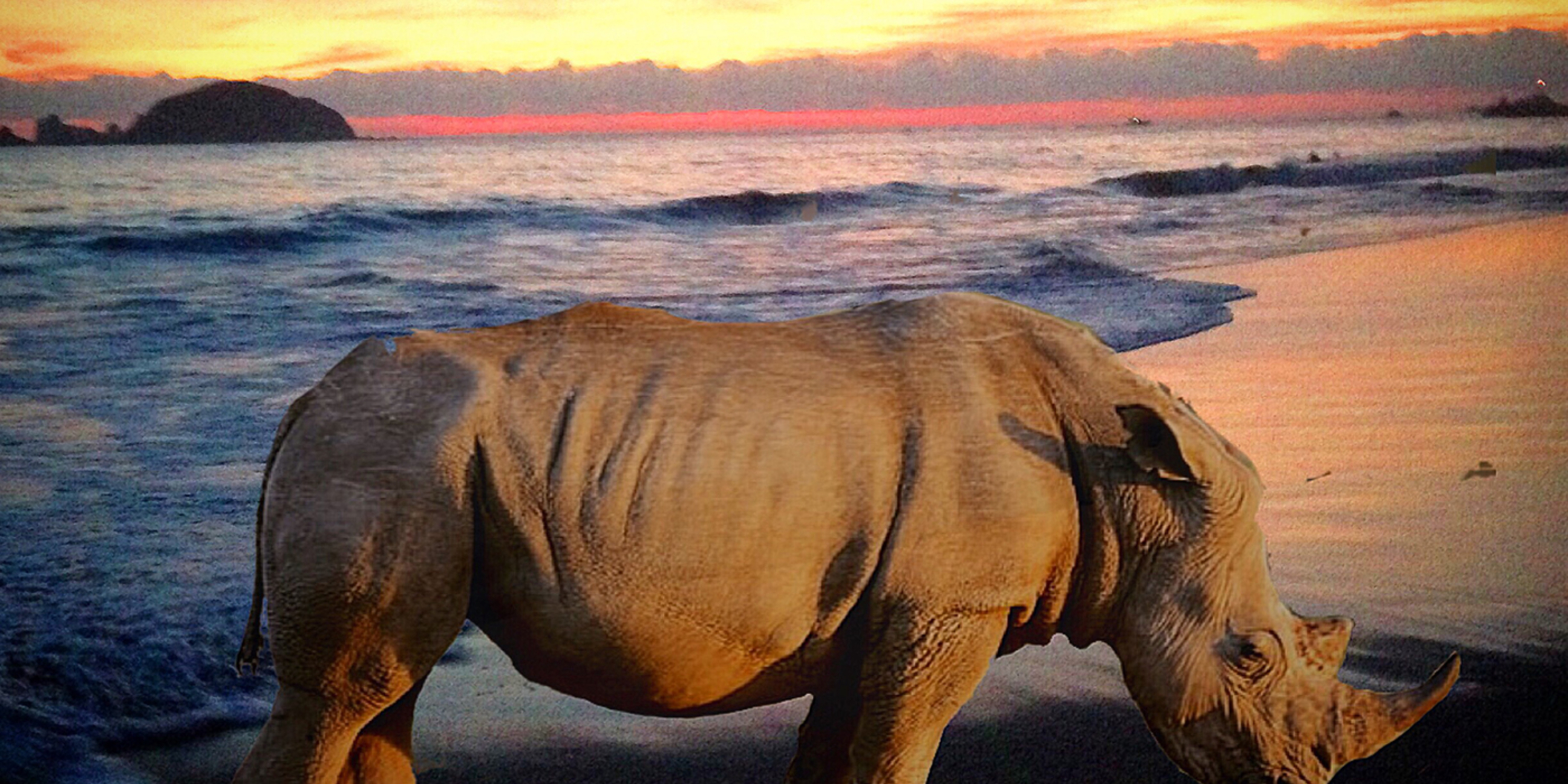 A rhino standing on the beach