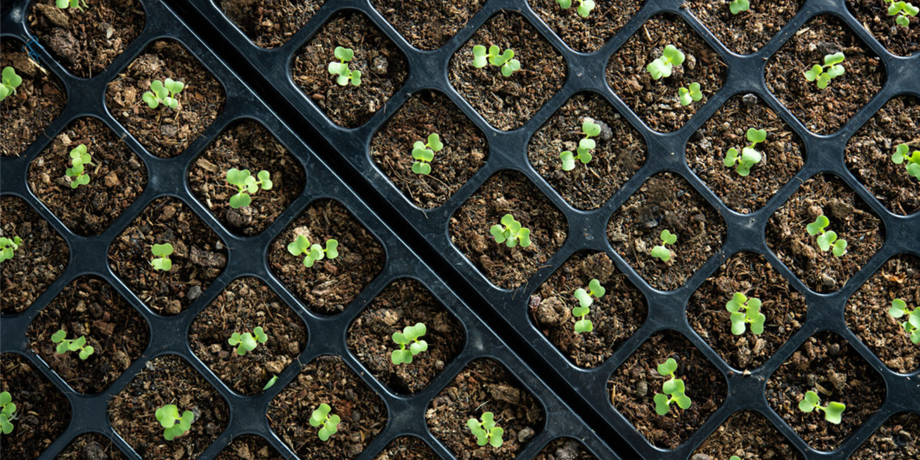 seedlings