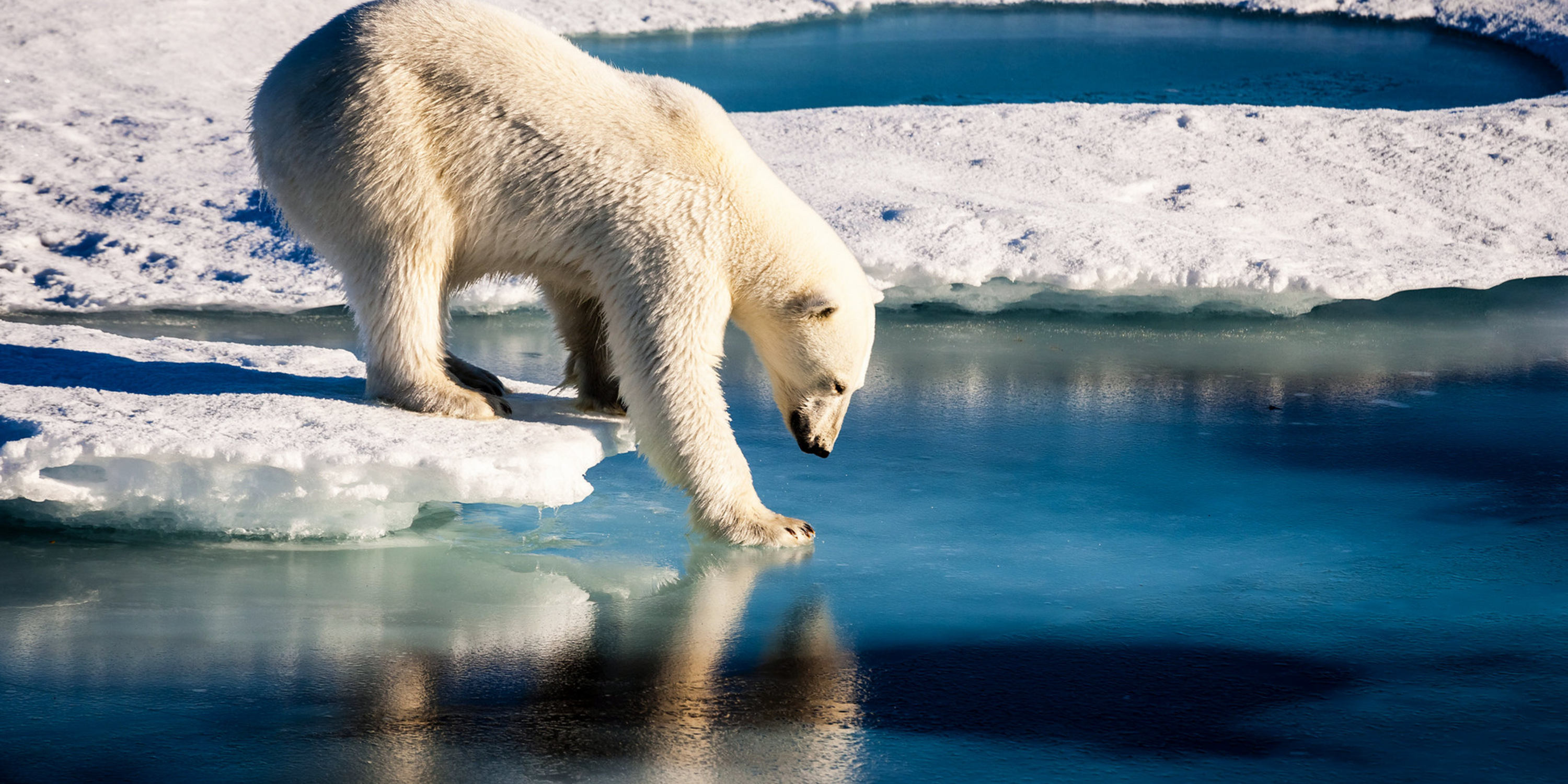 polar bear stepping off the ice