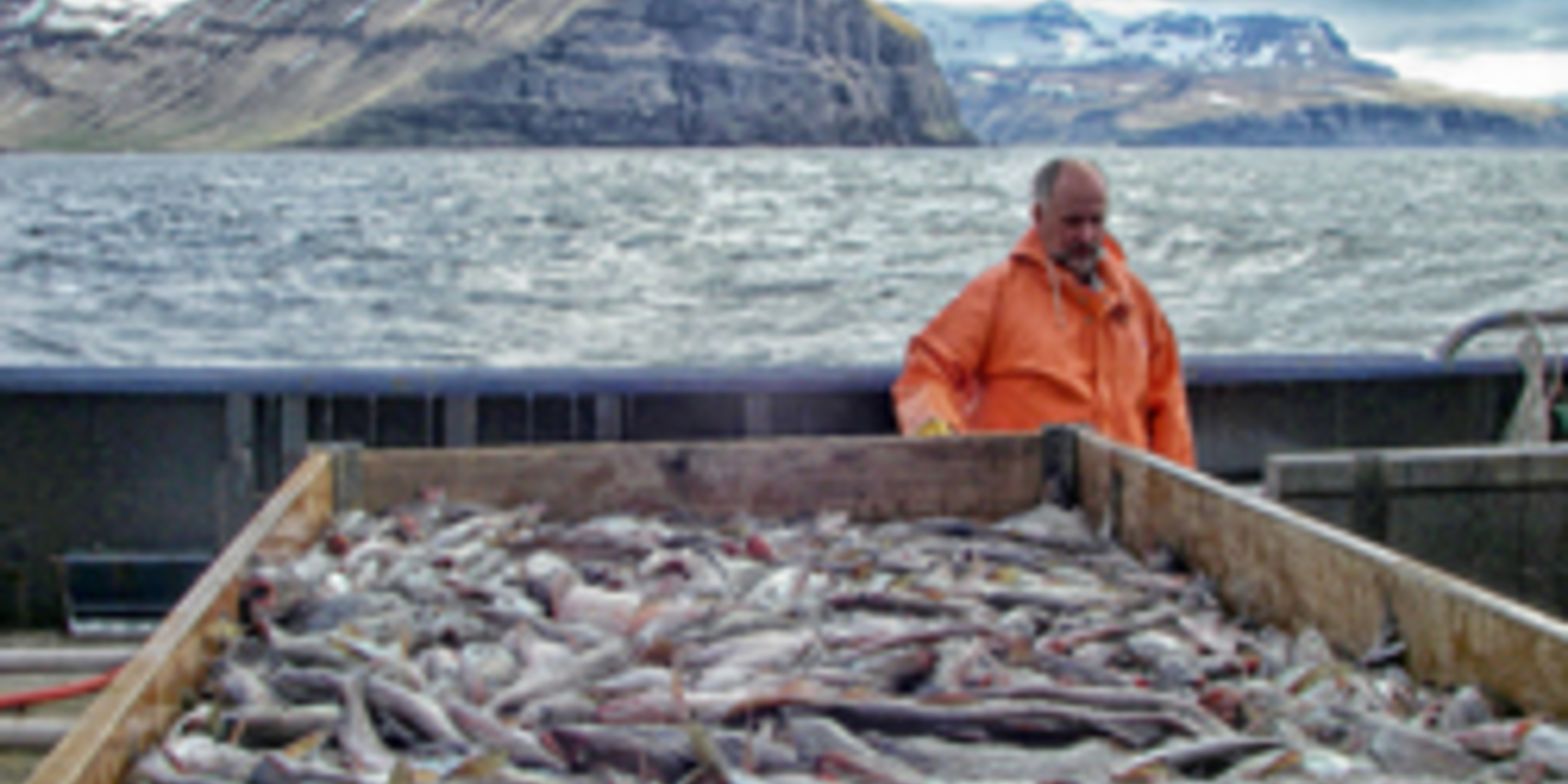 Alaskan fisherman looking at his wagon of fish