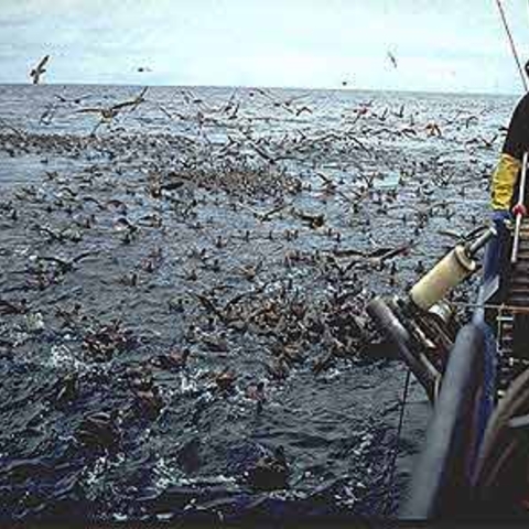 Seabirds accompanying a longline fishing vessel