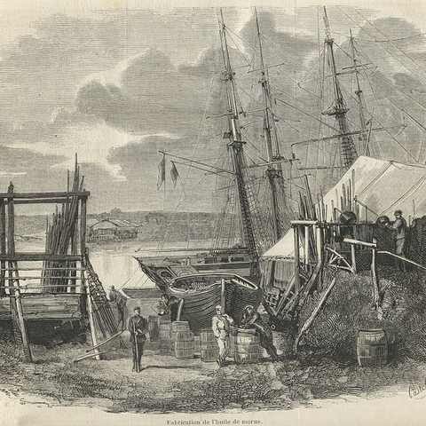 The fishing of cod in Newfoundland in 1858--manufacturing of cod oil