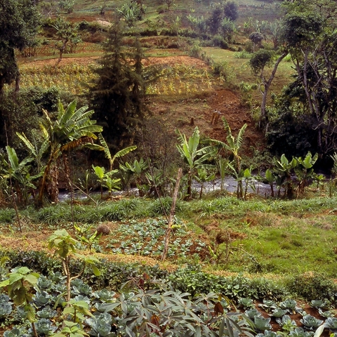 Agricultural Cultivation on Mt. Kenya
