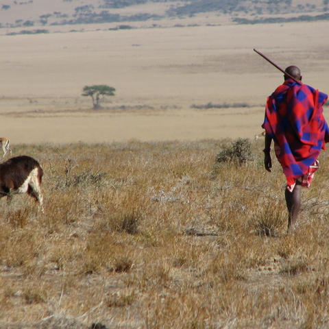 Maasai Man herding