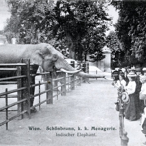 Elephants at the Schönbrunn Zoo.