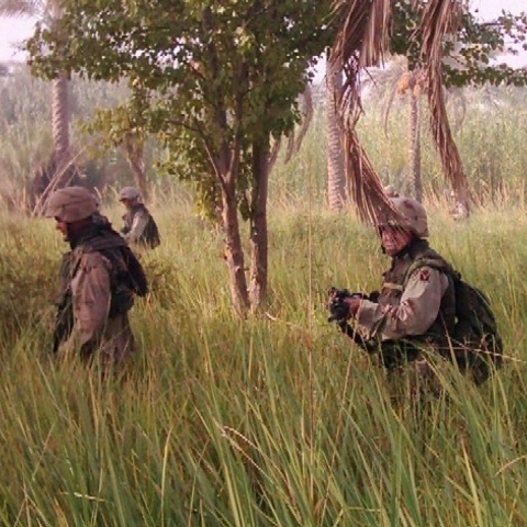 Infantry search palm groves in Iraq, September 2003