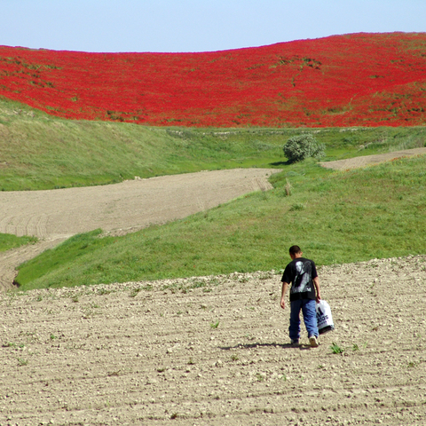 Opium poppies in South Kyrgyzstan, 2004  