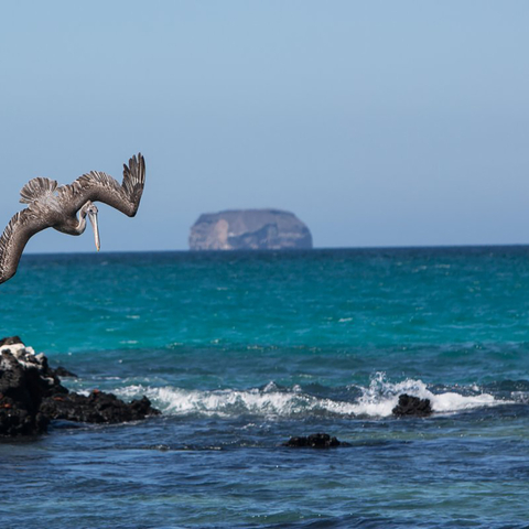 Bird on rock outcrop in Galapagos Islands