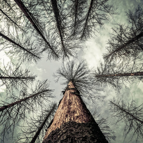 view looking up into treetops