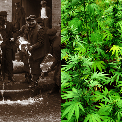Collage: On the left, a group of men emptying liquor bottles during Prohibition. On the right, a field of marijuana plants