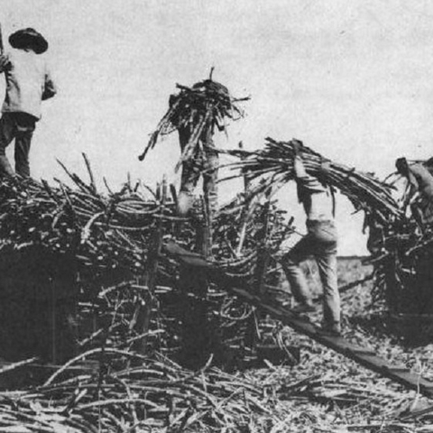 Chinese laborers work a sugar plantation in 19th century Hawaii.
