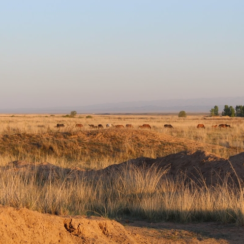 Herd of horses on desert-steppe