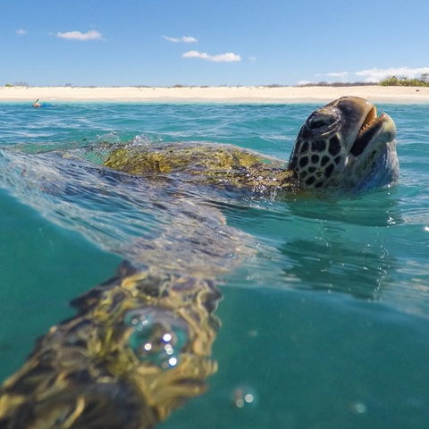 a Galapagos sea turtle swimming in the ocean