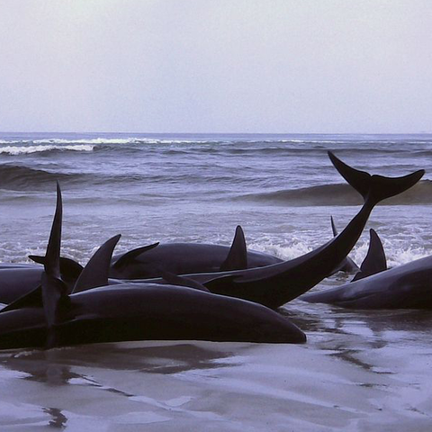 These false killer whales were part of an MSE in Flinders Bay, Australia, July of 1986.