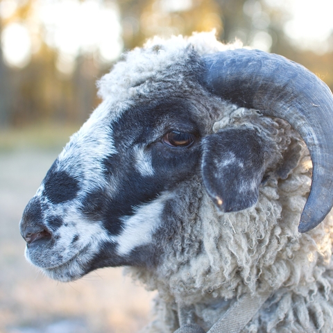 Closeup of a ram.