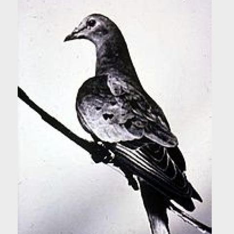 Martha last passenger pigeon