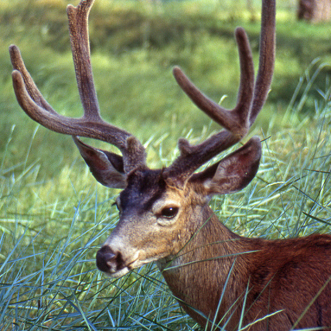 Photo of a deer