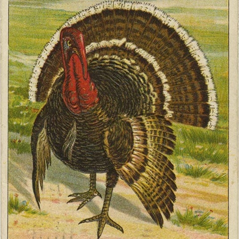 Image of a large turkey on a postcard from the early 1900s.