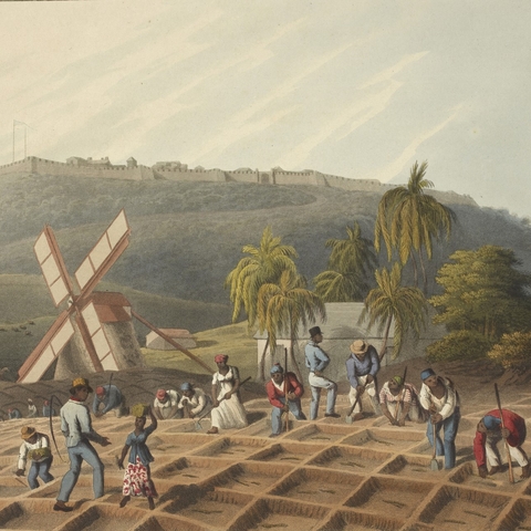 An image showing slaves working on a plantation on the island of Antigua in the early 1800s.