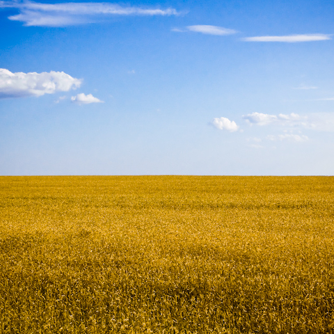 A wheat field in Ukraine resembles the colors on the country's flag.