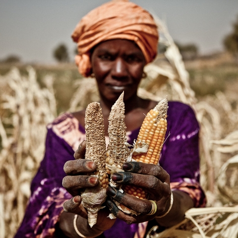 In Mauritania, Aissata Abdoul Diop shows how the maize ears have dried in the drought stricken garden, 2012. 