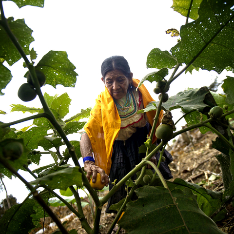 Women working at a farm at Lamas district in Peru, 2014. (Photo by CIF Action)