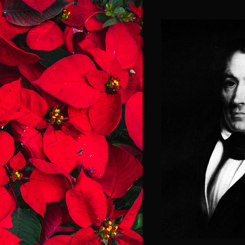 red poinsettia plants and Joel Poinsett