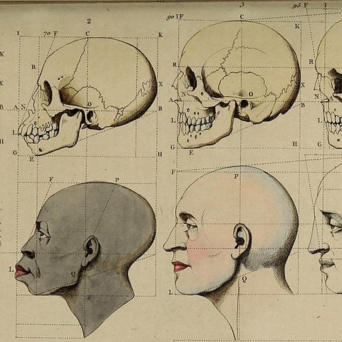 An image from a French natural history reference book depicting various skulls.