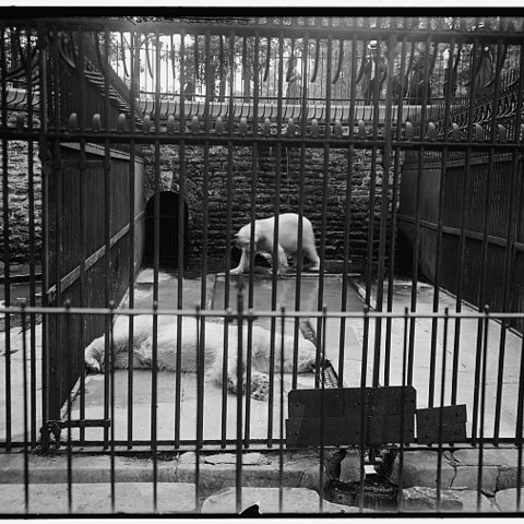 Polar bears around 1910 in the Belle Isle Park Bear Pit.