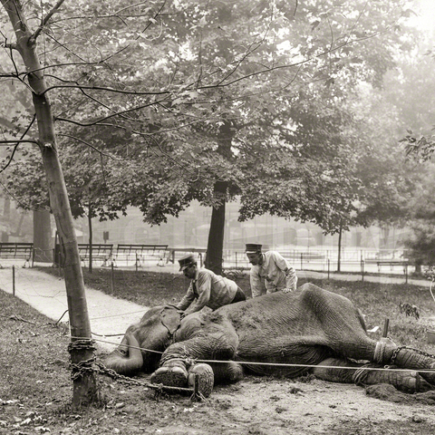 Two zookeepers restraining an elephant who had broken out of the New York Zoological Park.